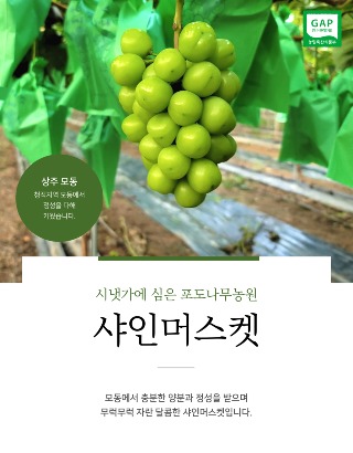 샤인머스켓 상페 (1).jpg